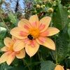 samantha_donker
